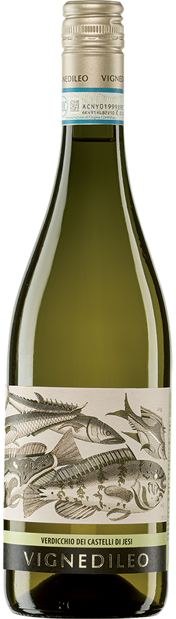 VERDICCHIO DEI CASTELLI DI JESI DOC CLASSICO VIGNEDILEO 2025